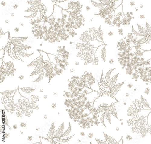 Elderflower seamless pattern. Elderberry, sambucus, elder flowers hand drawn. Vector illustration vintage.