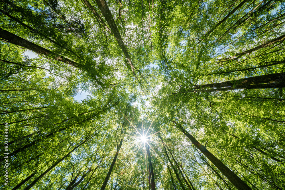 Observing the sun shining through the trees in a lush forest, sustainability Observing the sun shining through the trees in a lush forest, sustainability