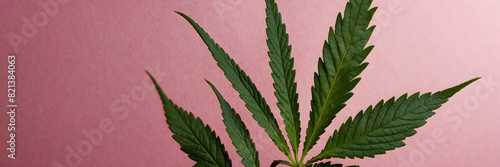 A single green cannabis plant is set against a vibrant pink backdrop  portraying contrast and pop culture