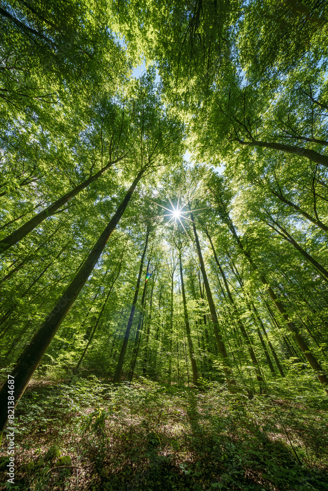 Observing the sun shining through the trees in a lush forest, sustainability Observing the sun shining through the trees in a lush forest, sustainability