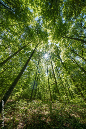 Observing the sun shining through the trees in a lush forest, sustainability