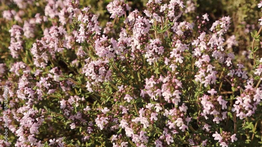 Meadow flowers. Sounds of nature. Meditation and relaxation Meadow flowers. Sounds of nature. Meditation and relaxation