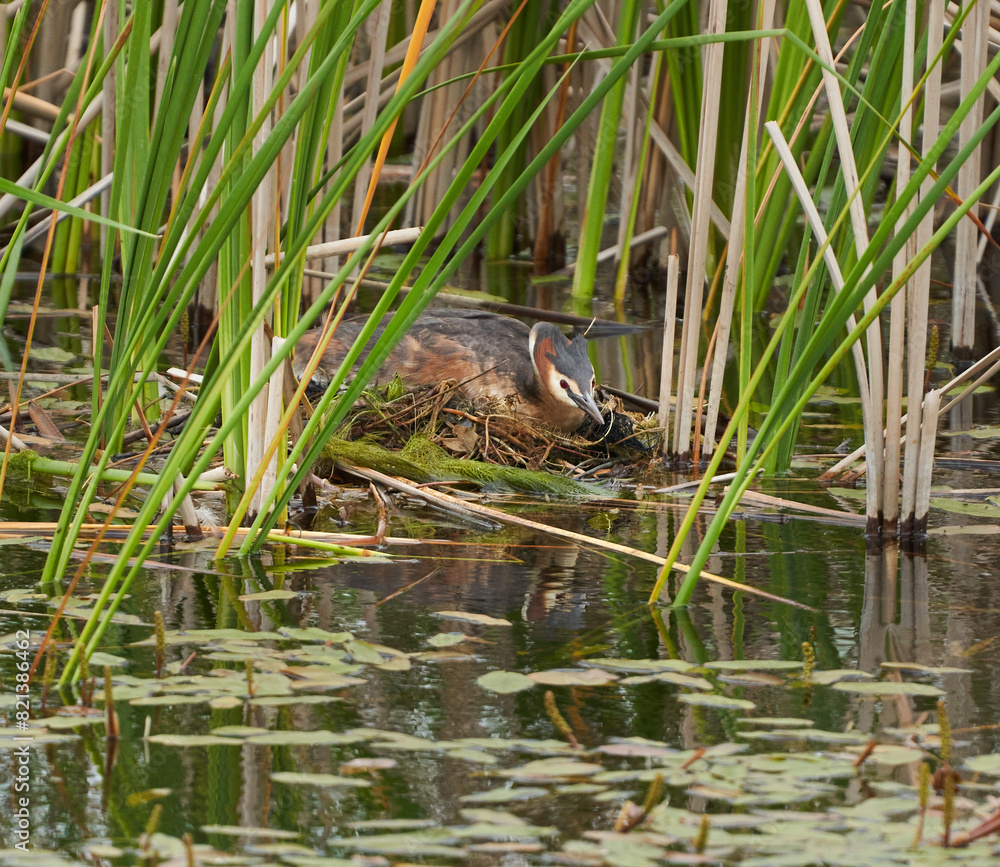 Fototapeta premium Great Crested Grebe on the nest
