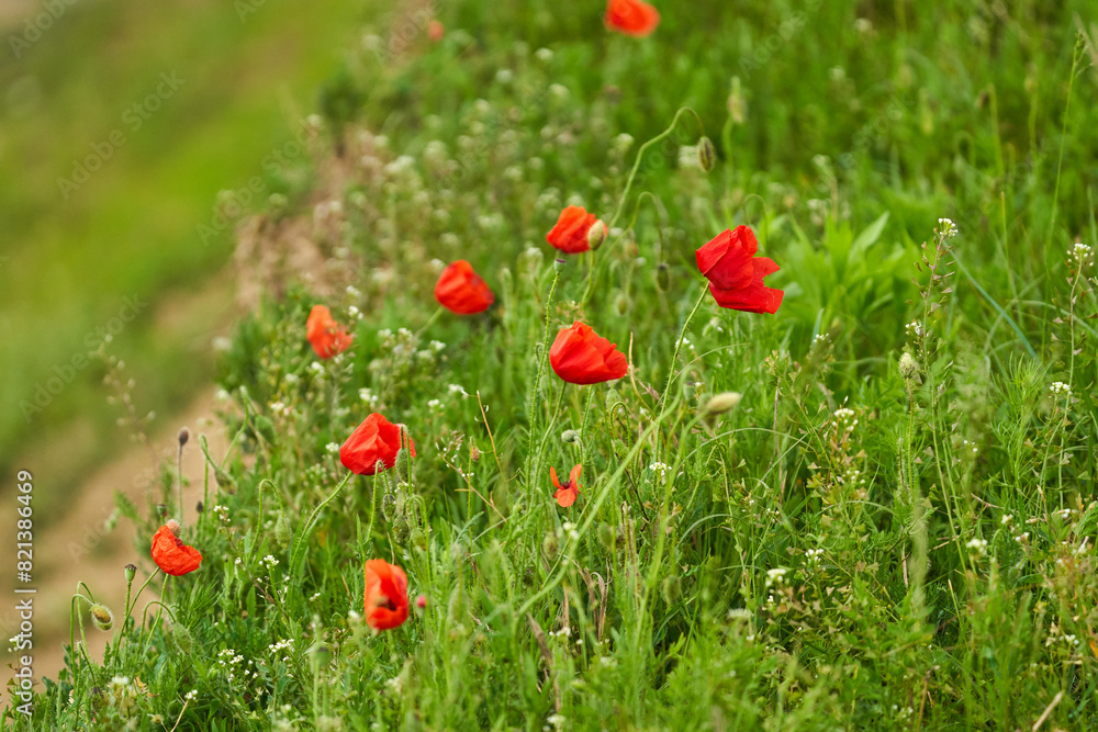 Fototapeta premium Poppy flowers in a field