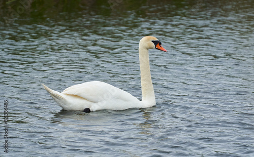 Large white mute swan on a lake