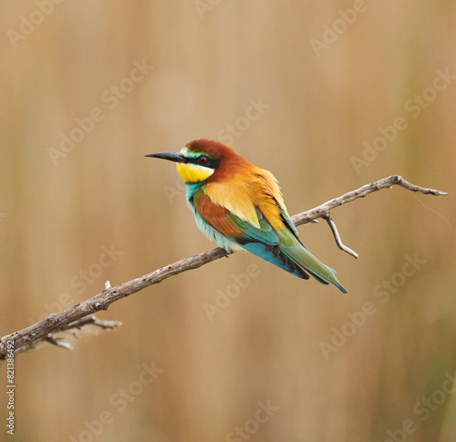 Bee-eater bird perched © Xalanx