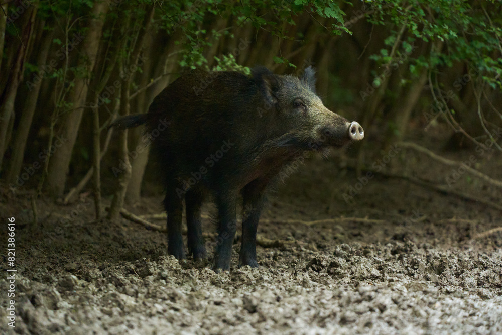 Juvenile wild hog in the forest Juvenile wild hog in the forest