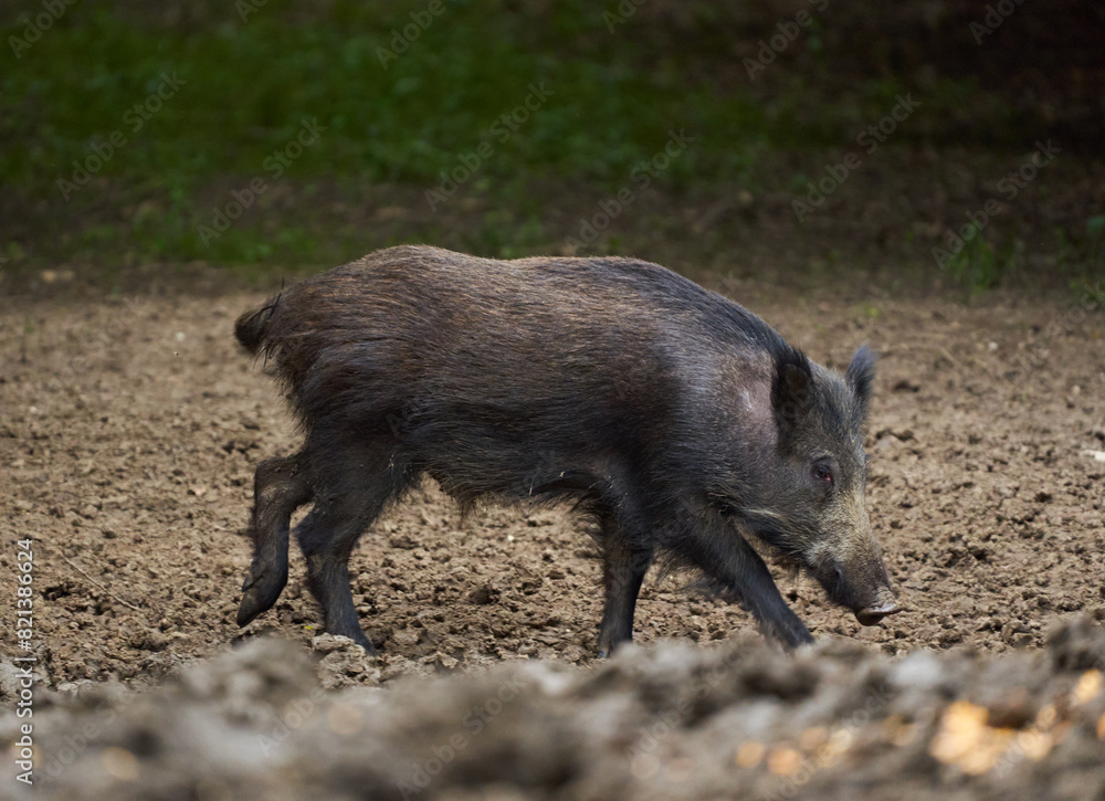 Juvenile wild hog in the forest Juvenile wild hog in the forest