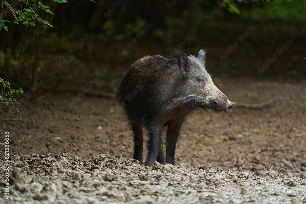 Juvenile wild hog in the forest Juvenile wild hog in the forest