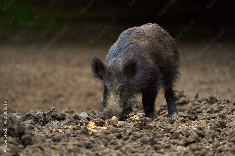 Juvenile wild hog in the forest Juvenile wild hog in the forest