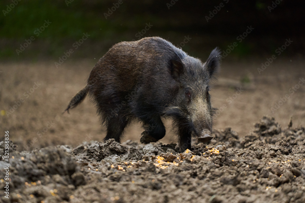 Juvenile wild hog in the forest Juvenile wild hog in the forest