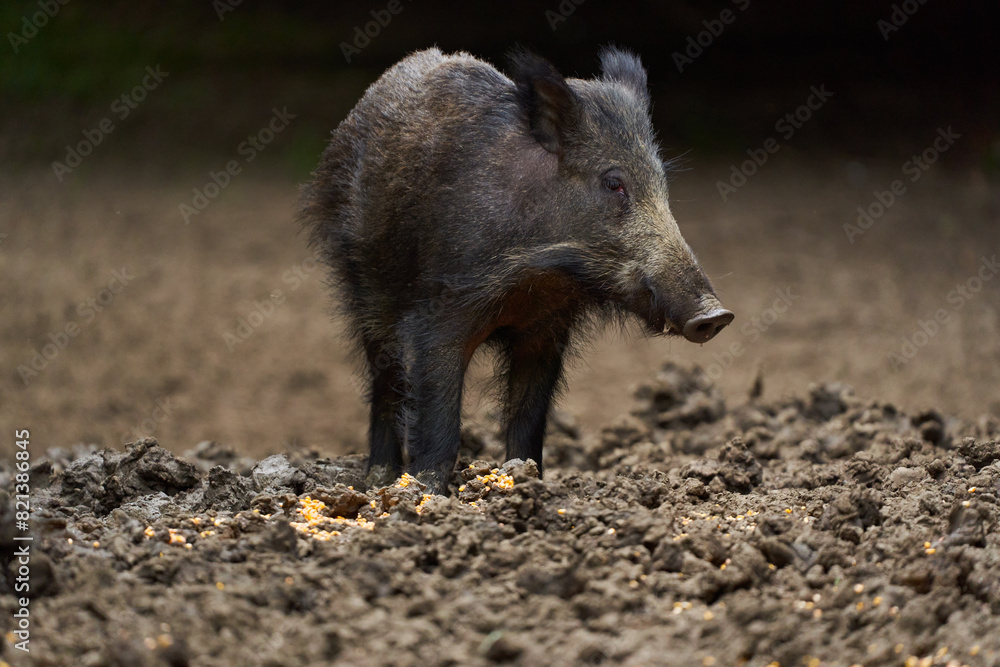 Juvenile wild hog in the forest Juvenile wild hog in the forest