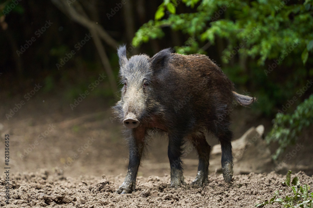 Juvenile wild hog in the forest Juvenile wild hog in the forest
