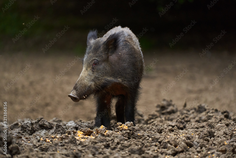 Juvenile wild hog in the forest Juvenile wild hog in the forest