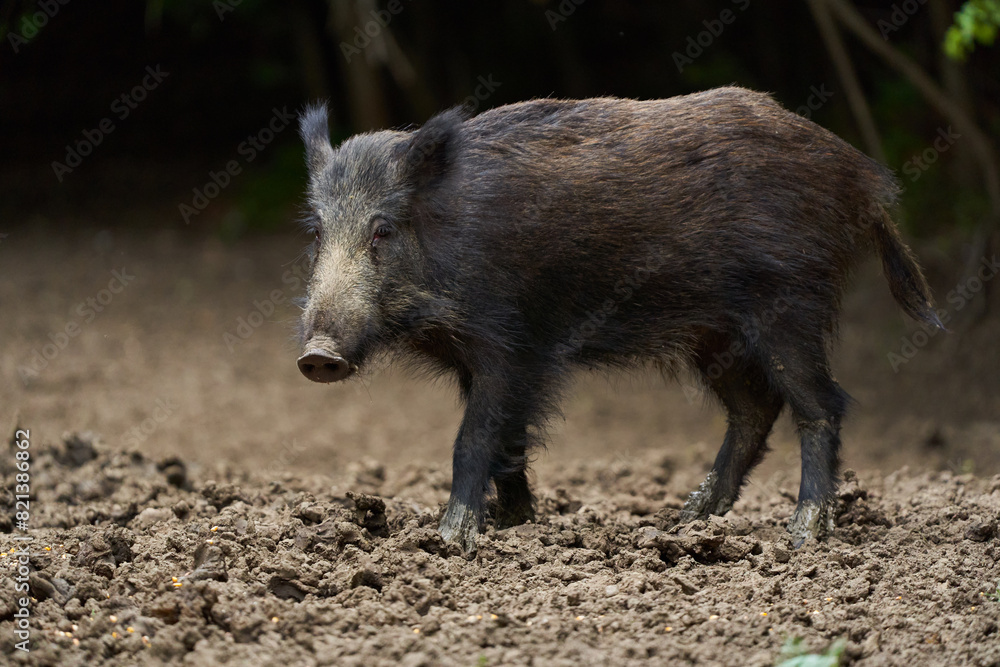 Juvenile wild hog in the forest Juvenile wild hog in the forest