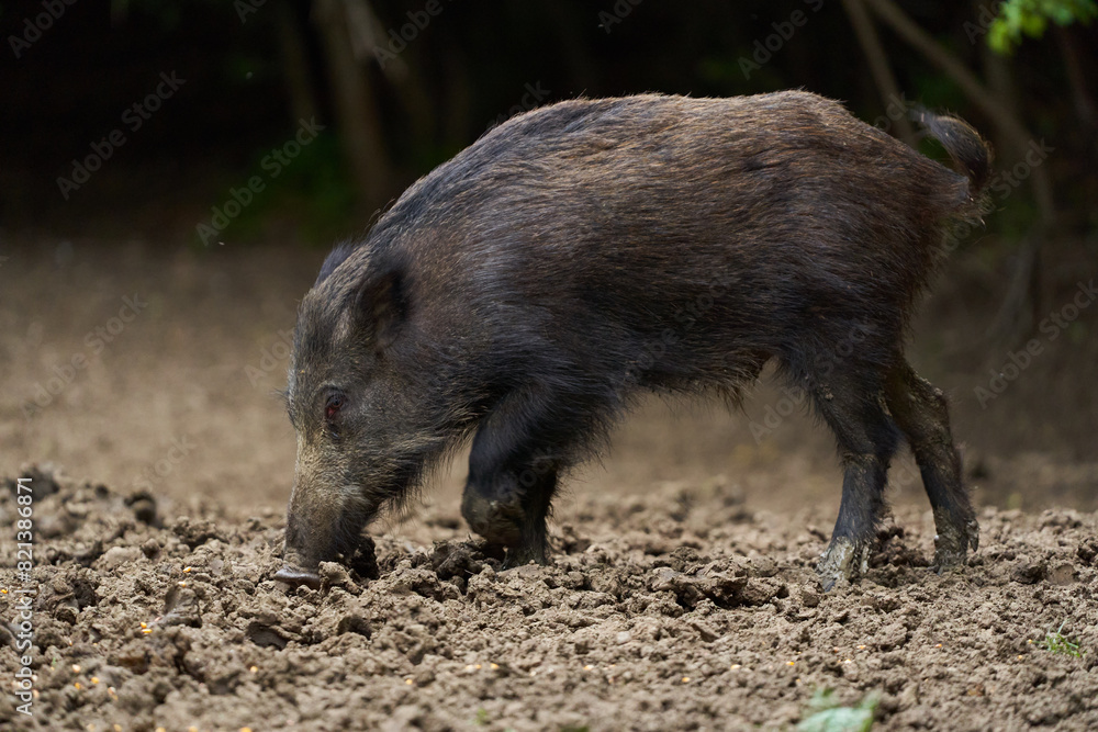 Juvenile wild hog in the forest Juvenile wild hog in the forest
