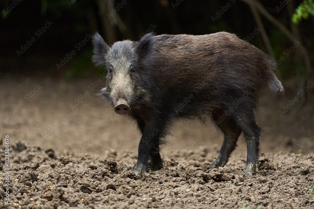 Juvenile wild hog in the forest Juvenile wild hog in the forest