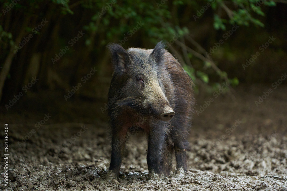 Juvenile wild hog in the forest Juvenile wild hog in the forest