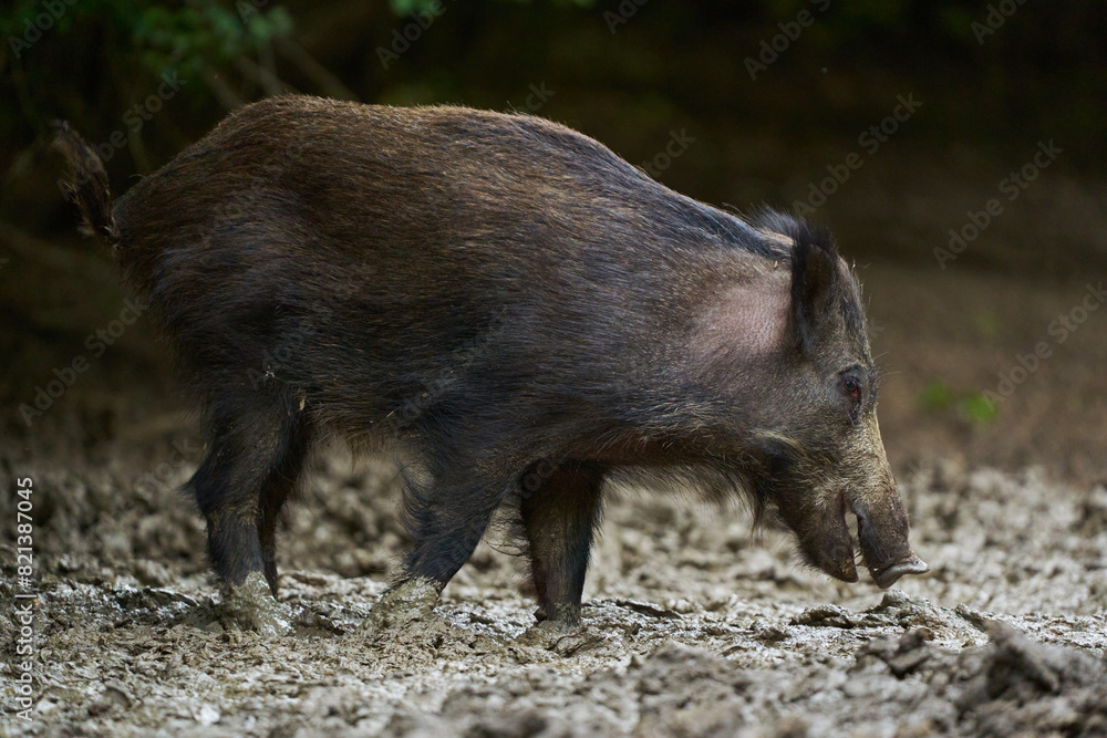 Juvenile wild hog in the forest Juvenile wild hog in the forest