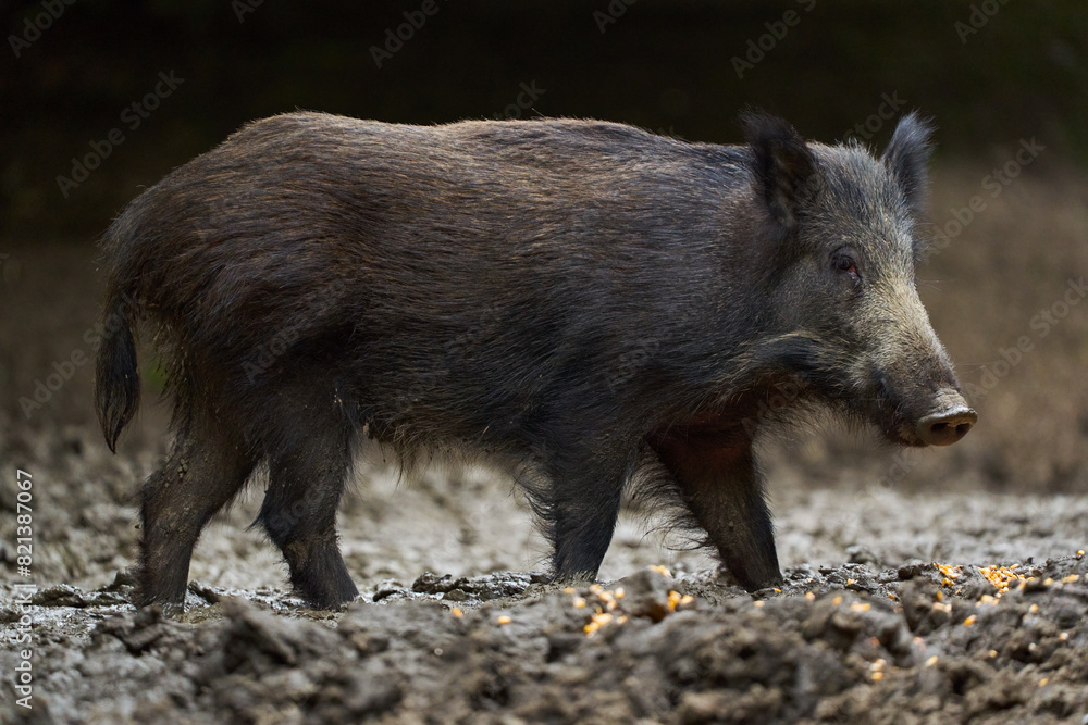 Juvenile wild hog in the forest Juvenile wild hog in the forest