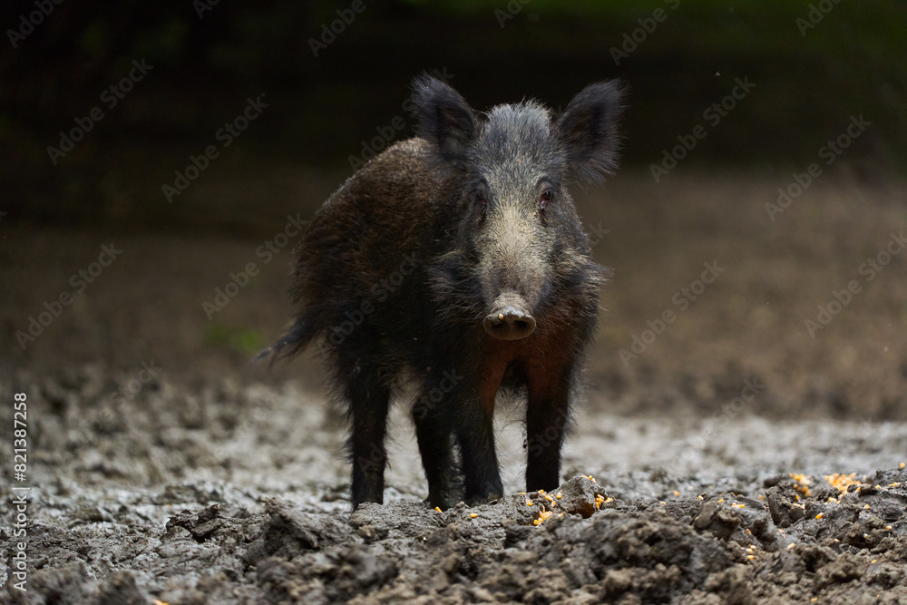 Juvenile wild hog in the forest Juvenile wild hog in the forest