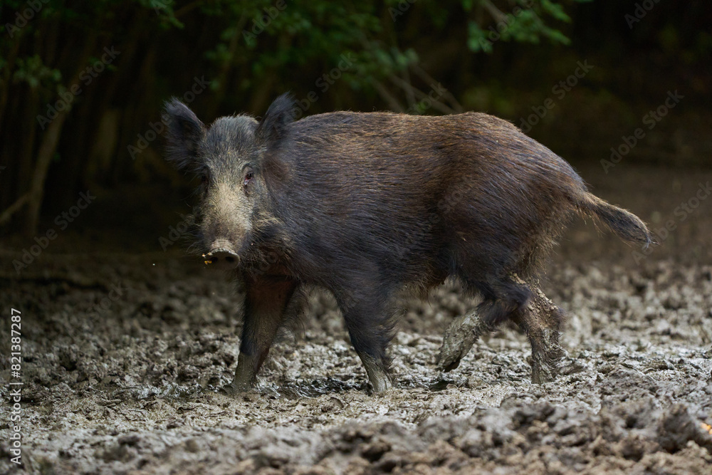 Juvenile wild hog in the forest Juvenile wild hog in the forest