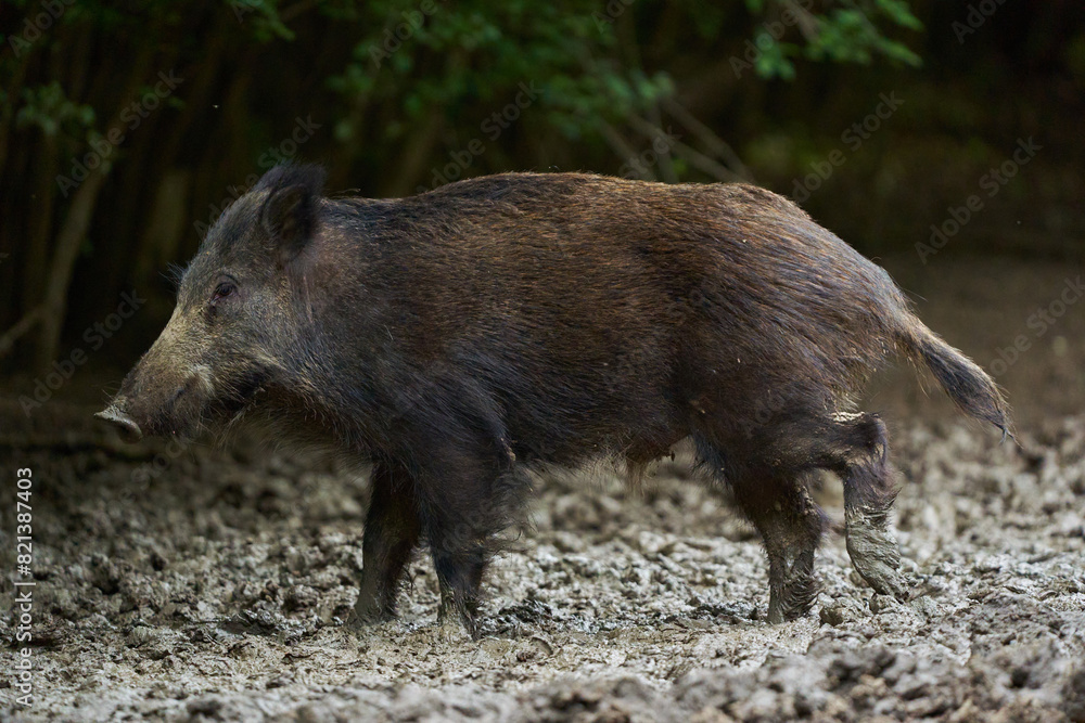 Juvenile wild hog in the forest Juvenile wild hog in the forest