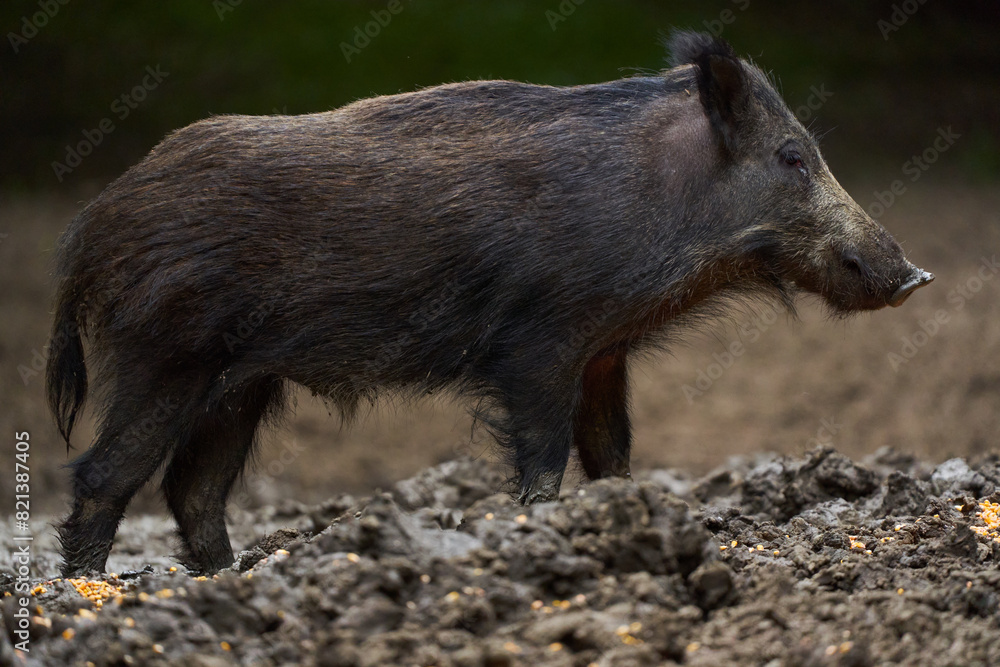 Juvenile wild hog in the forest Juvenile wild hog in the forest