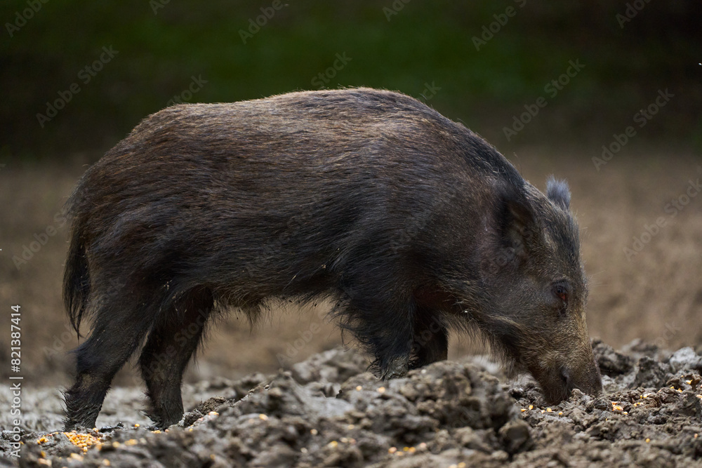 Juvenile wild hog in the forest Juvenile wild hog in the forest