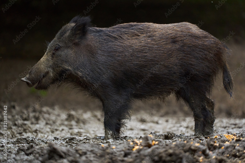 Juvenile wild hog in the forest Juvenile wild hog in the forest