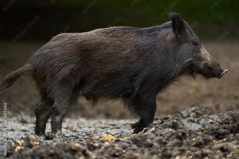 Juvenile wild hog in the forest Juvenile wild hog in the forest