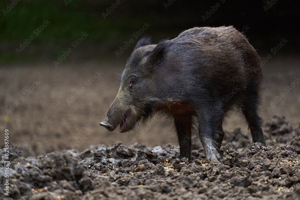 Juvenile wild hog in the forest Juvenile wild hog in the forest