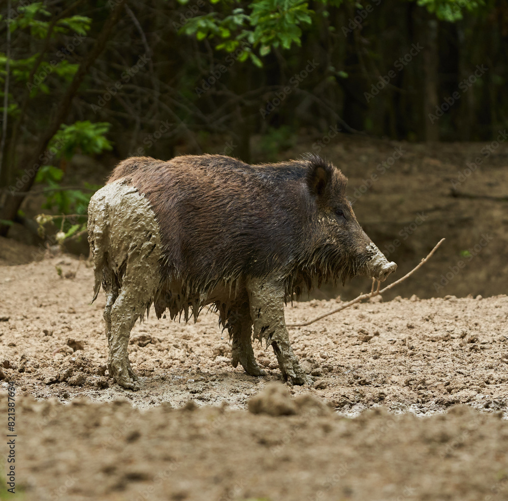 Young wild hog covered in mud Young wild hog covered in mud