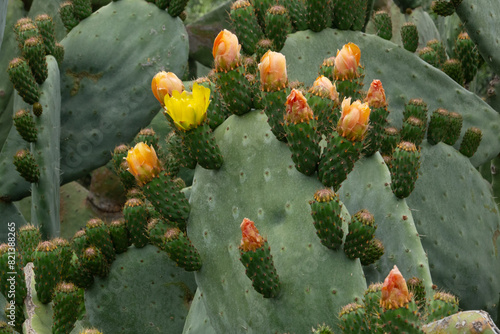 Prickly pear catus with yellow and red flowers