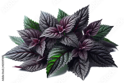Purple Perilla leaf Korean cuisine crop plant