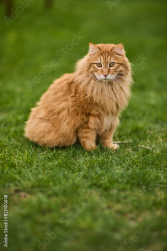 Fluffy orange cat in grass, mouth open, with whiskers, tail, and snout