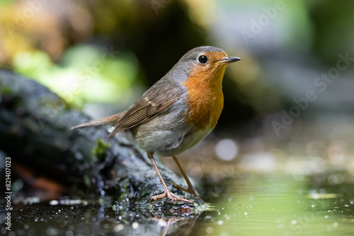 A robin is a bird at dawn on a forest lake