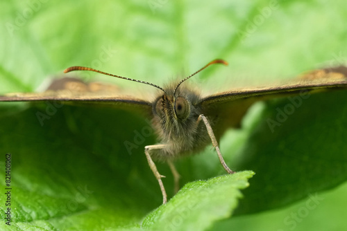 Extreme facial closeup on a European brown Speckled butterfly, Pararge aegeria sitting on a leaf in the garden
