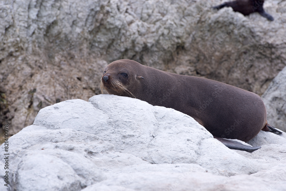 Obraz premium Seal on rock