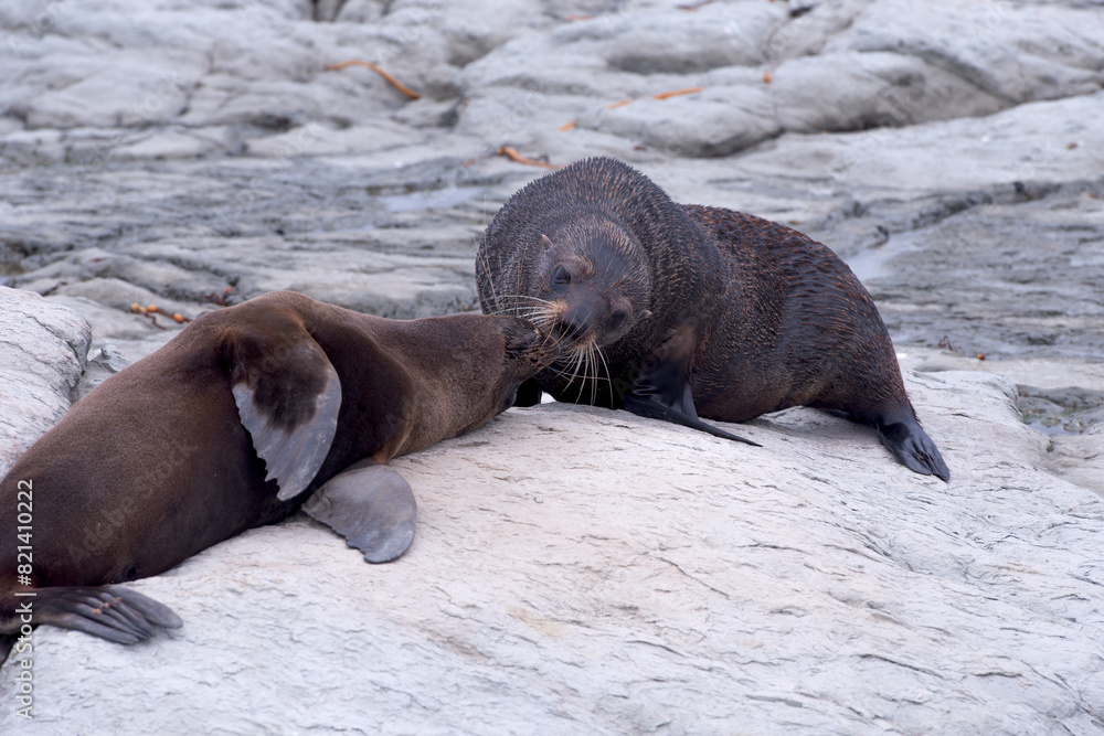 Obraz premium Seal on rock