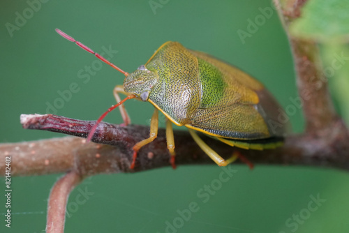 Closeup on the European gorse shield bug, Piezodorus lituratus on a twig photo