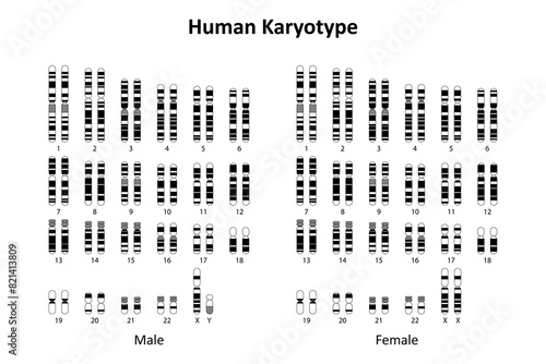 Human Karyotype (male and female)	