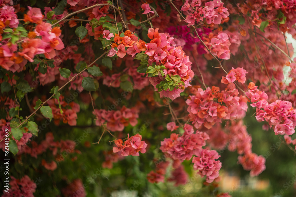 Red flowers of Bougainvillea spectabilis growing in garden. Shallow DOF, closeup. Red flowers of Bougainvillea spectabilis growing in garden. Shallow DOF, closeup.