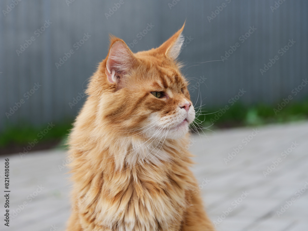 A portrait of a red Maine Coon cat sitting outside. Close up. A portrait of a red Maine Coon cat sitting outside. Close up.