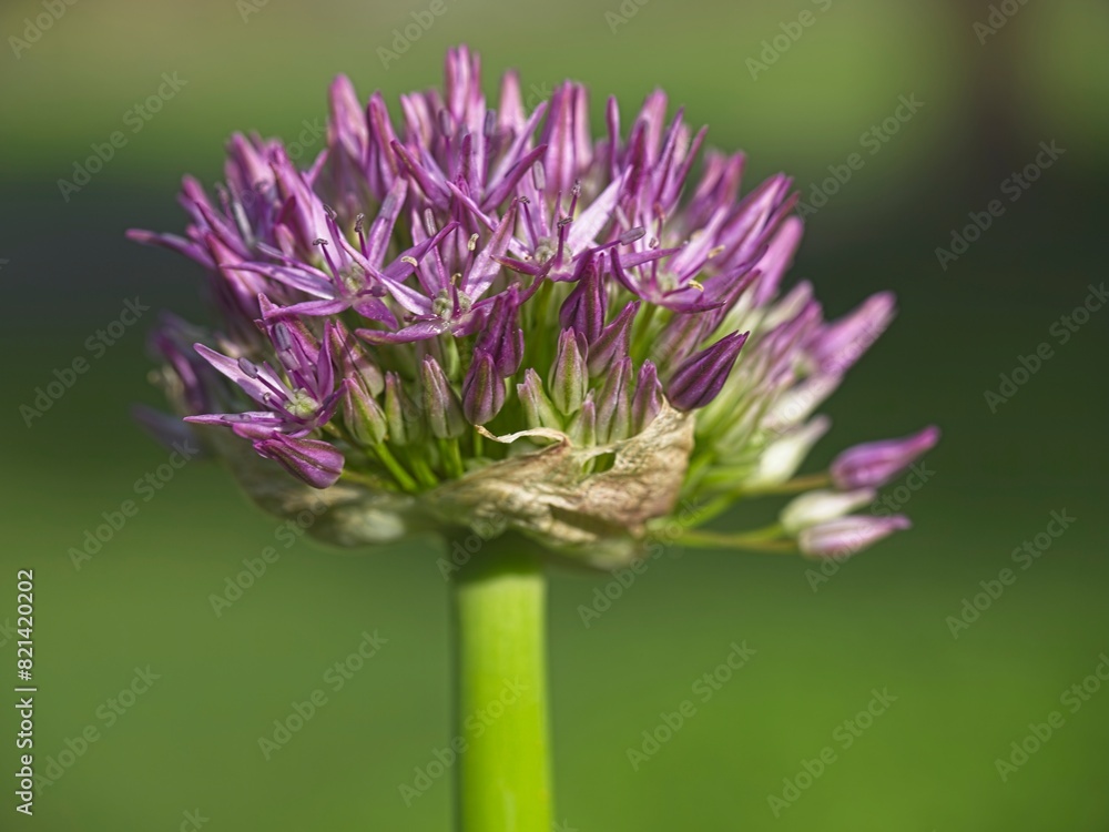 Macro photo of purple flowering onion. Macro photo of purple flowering onion.