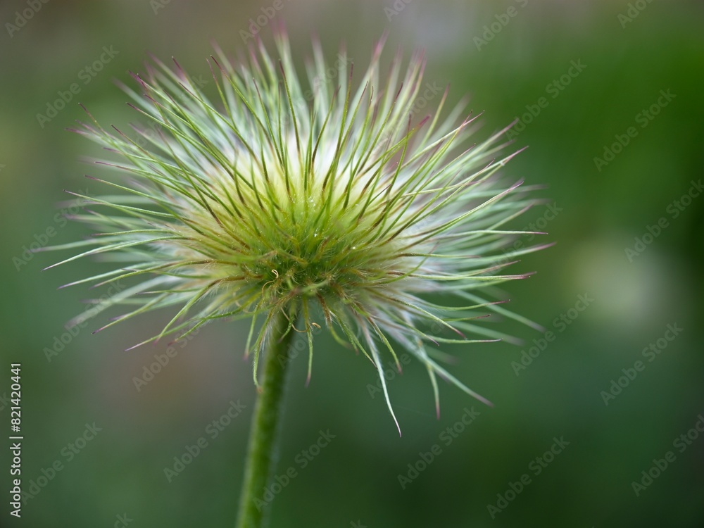Pasque flower fully open. Pasque flower fully open.