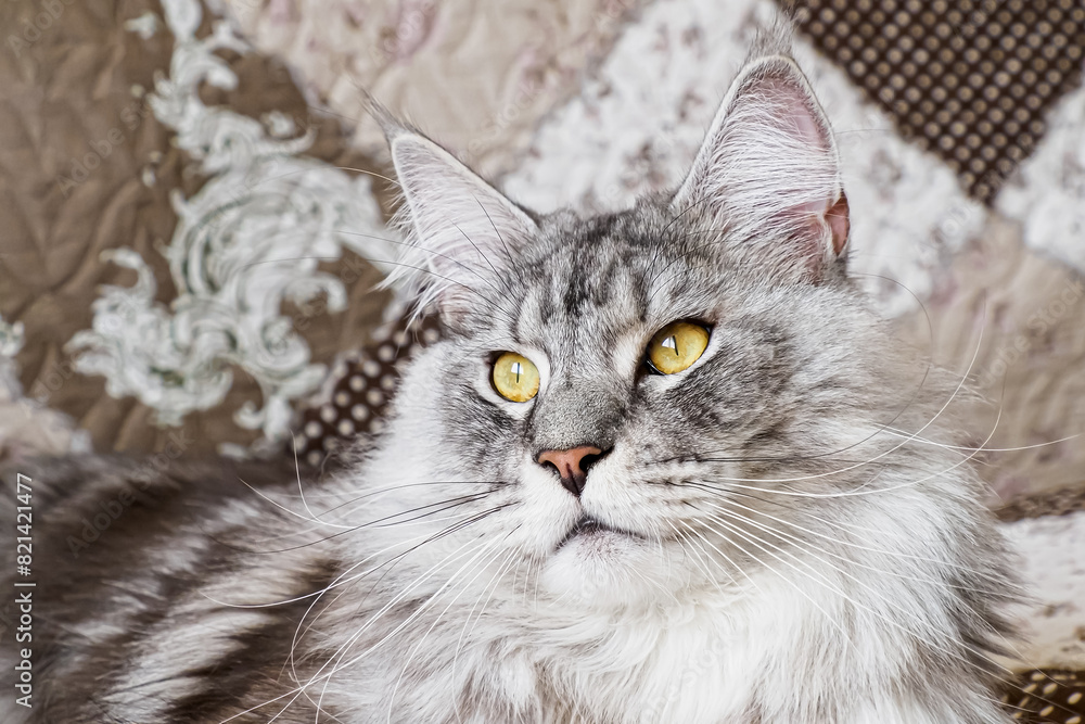 A Maine Coon cat. Funny purebred smoky cat. Pets.