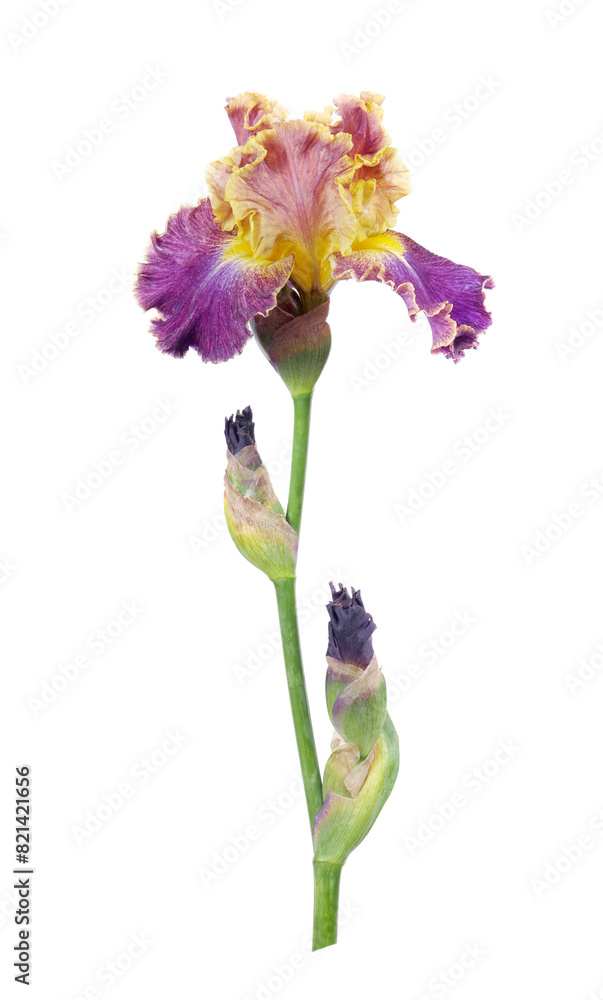 bright colorful iris flower isolated on white. bright colorful iris flower isolated on white.