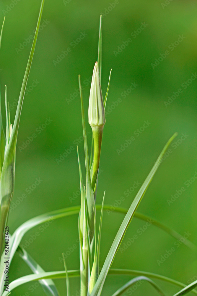 Open flower of oat root on a morning in May Open flower of oat root on a morning in May