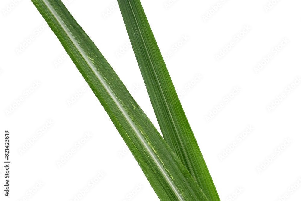 Obraz premium Sugar cane leaves on white background.